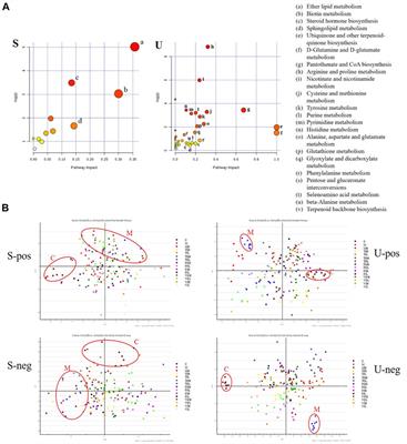 Multi-omics analysis reveals the pathogenesis of db/db mice diabetic kidney disease and the treatment mechanisms of multi-bioactive compounds combination from Salvia miltiorrhiza